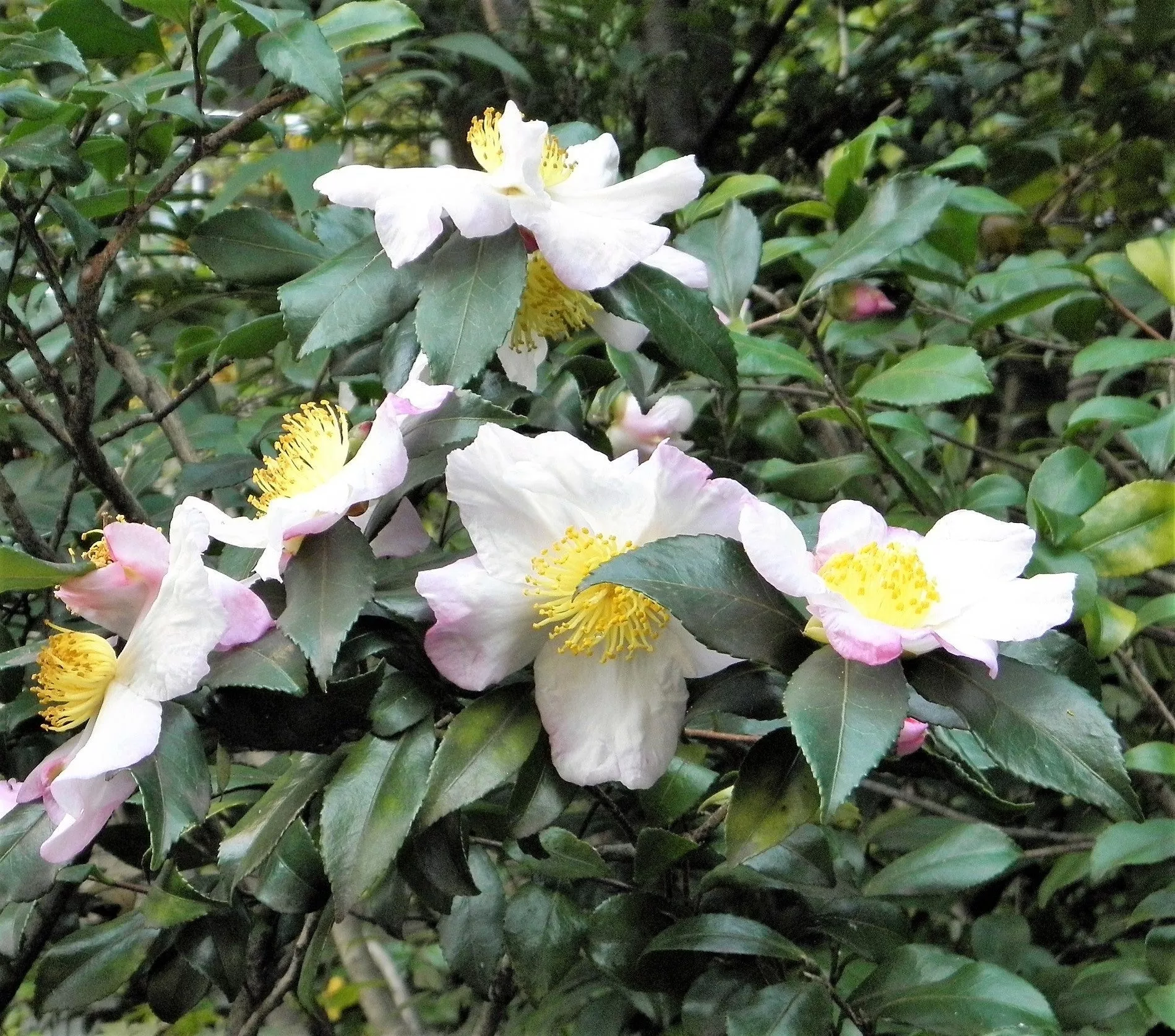 1 Lb Bulk TEA PLANT Black & Green Drinking Tea Camellia Sinensis Tree Shrub Herb Flower – Approx 385 Seeds
