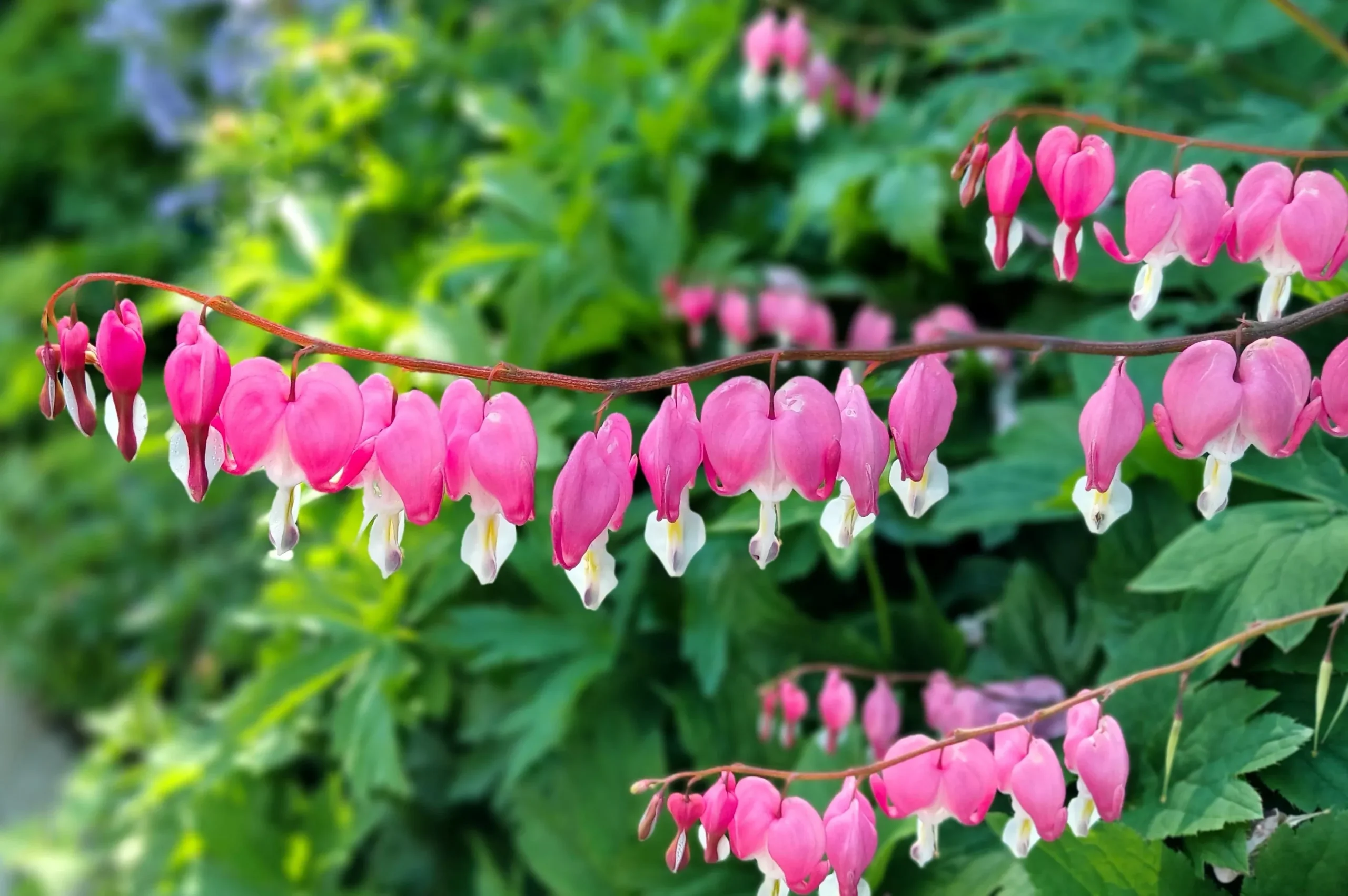 10 BLEEDING HEART – PINK Old Fashioned Dicentra Formosa Shade Flower Seeds
