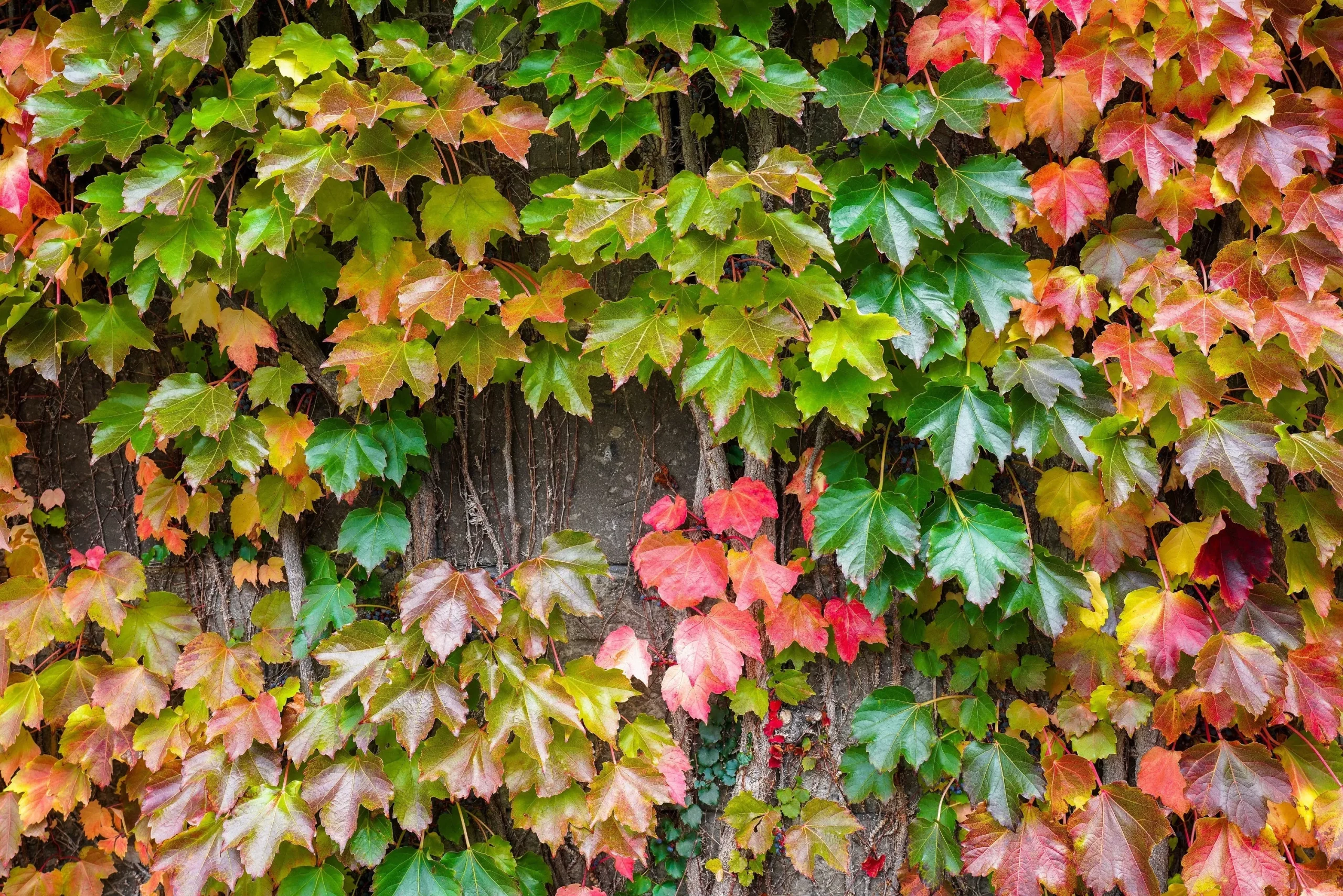 10 BOSTON IVY ( Bostonian Ivy / Wall Ivy ) Parthenocissus Tricuspidata Veitchii Vine Flower Seeds
