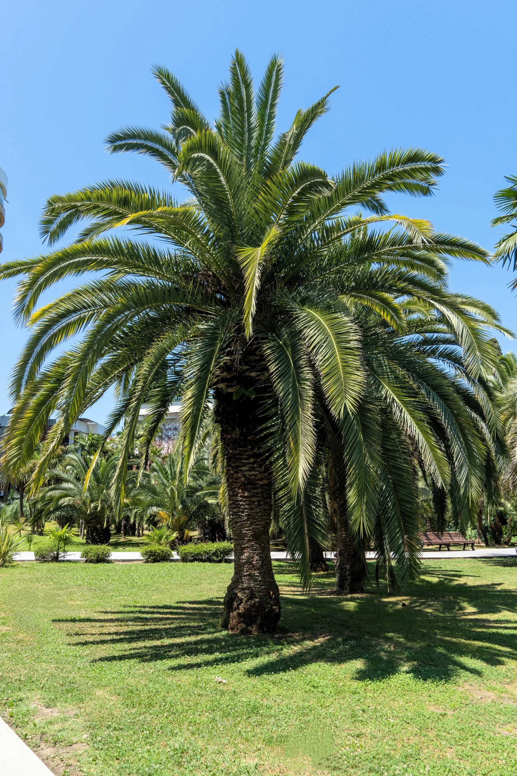 10 COCO PALM Jelly Palm Pindo Butia Capitata Edible Fruit Tree Houseplant Seeds