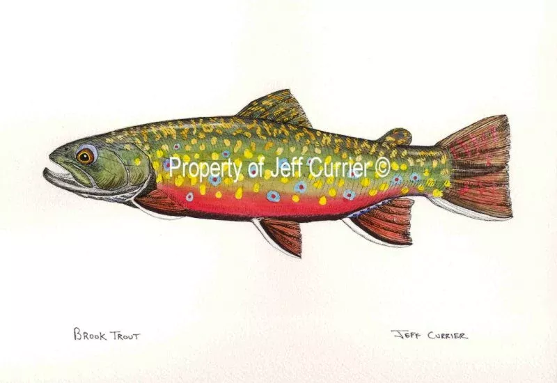 10 INCH TROUT STICKER – JEFF CURRIER
