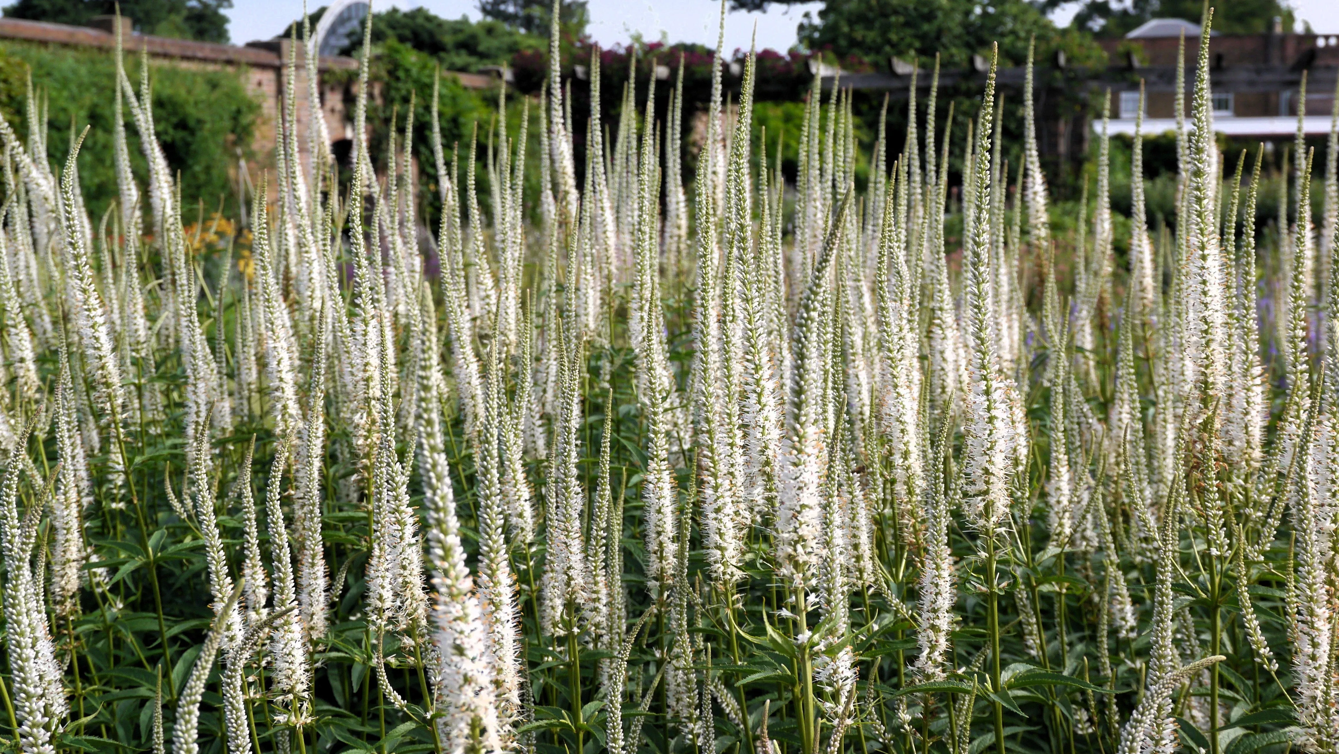 1000 CULVERS ROOT (Black Root) Veronicastrum Virginicum Flower Seeds