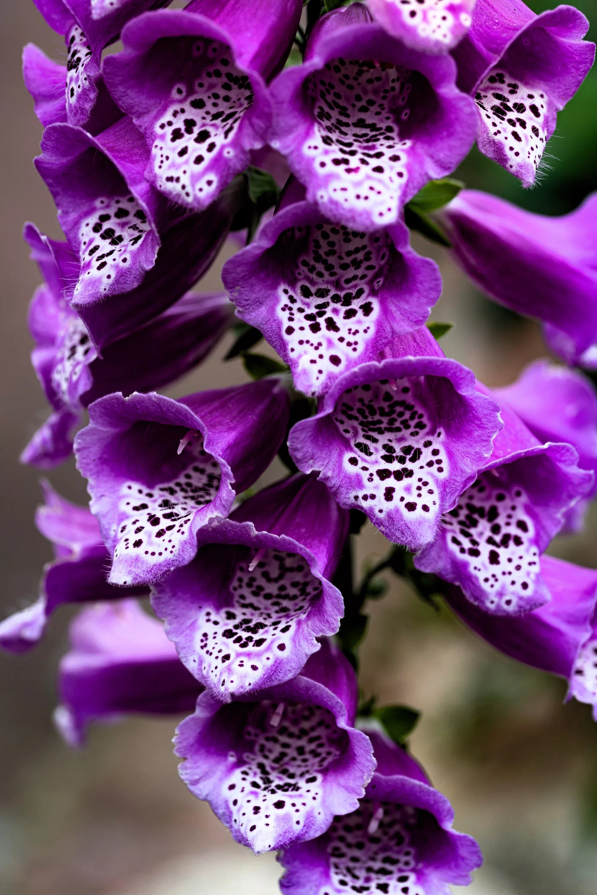 1000 PURPLE FOXGLOVE Digitalis Purpurea Flower Seeds