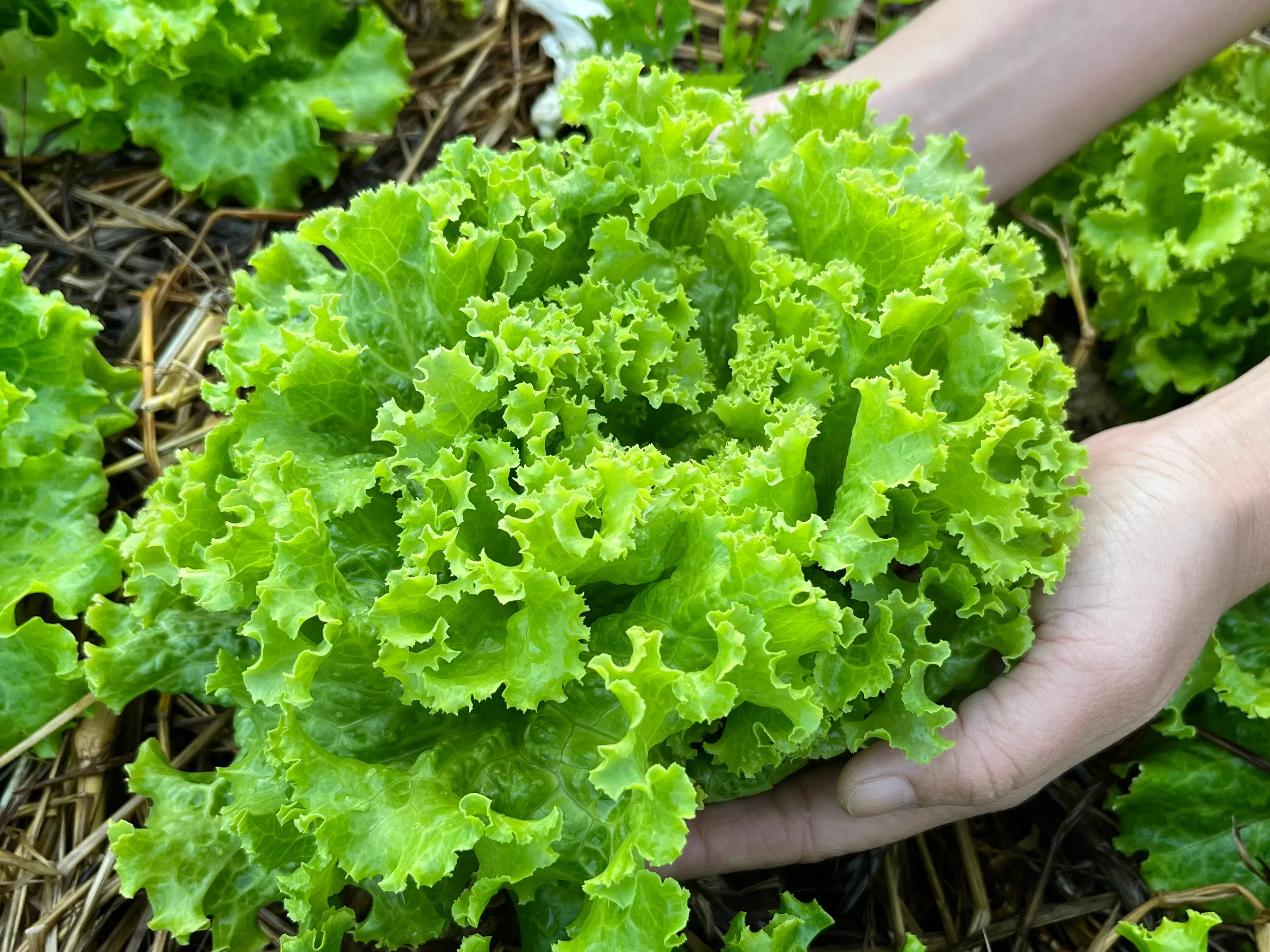 3000 Loose Leaf Green GRAND RAPIDS LETTUCE Lactuca Sativa Vegetable Seeds