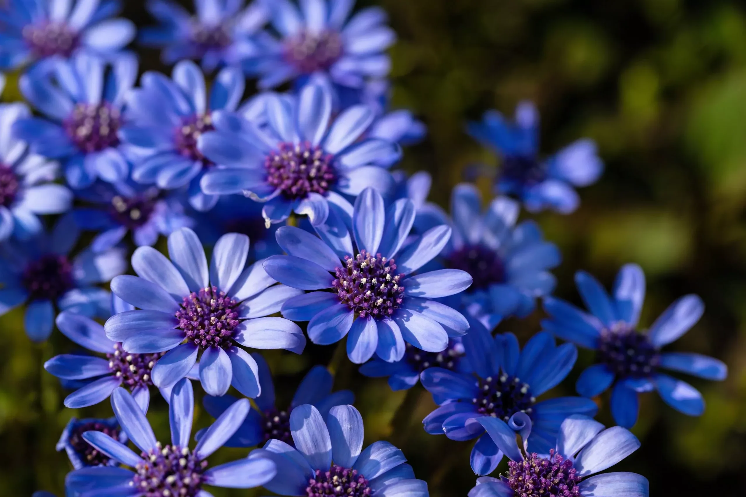 50 BLUE FELICIA DAISY ‘The Blues’ Heterophylla Kingfisher Flower Seeds