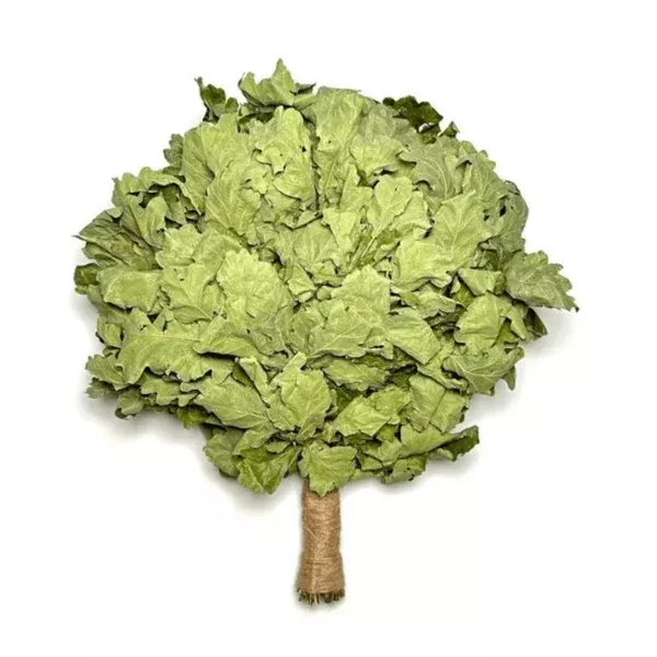 Oak Venik - Whisk