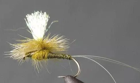 Parachute Crystal Drake - Olive